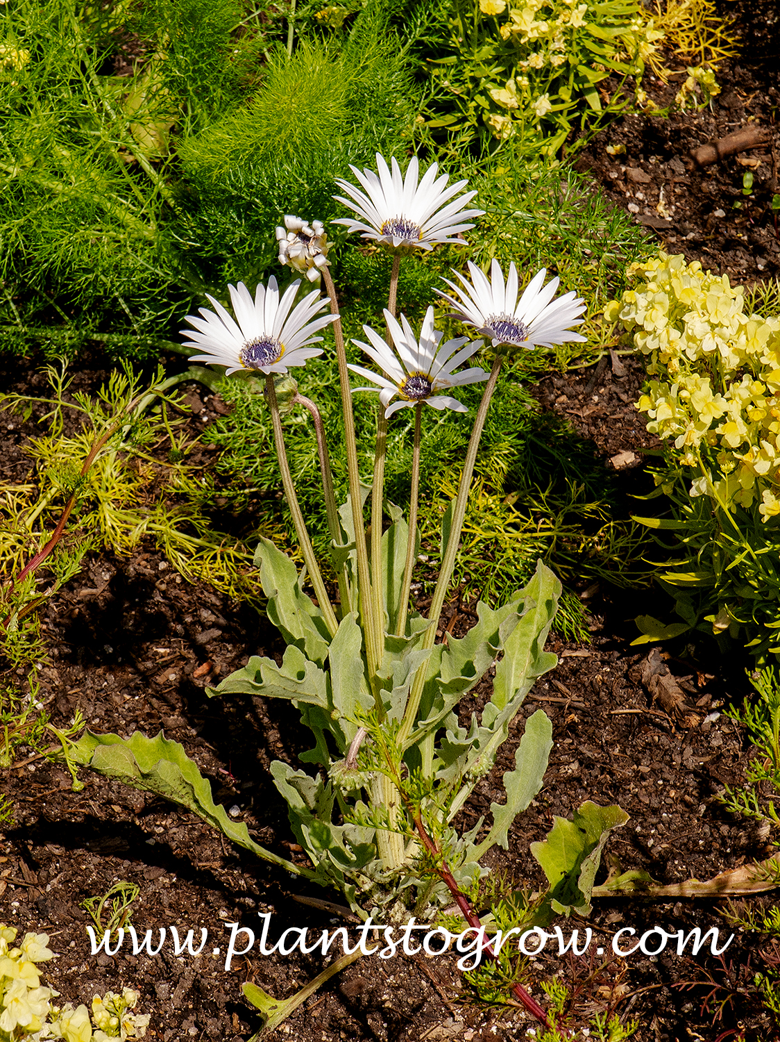 Blue-eyed African Daisy (Acrtotis venusta)